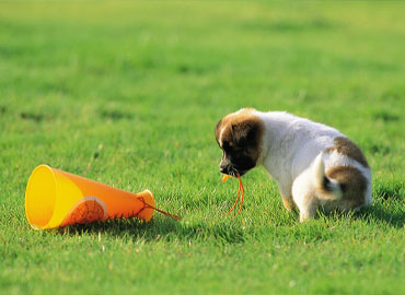 césped artificial para mascotas